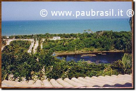 Pau Brasil Foto