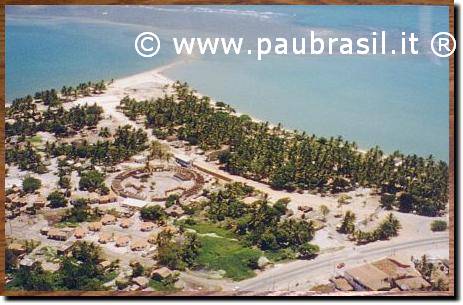 Pau Brasil Foto